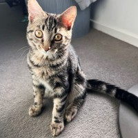 Photo of Herschel ^^Dandy Cat Rescue^^