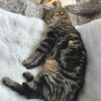 Photo of Apolo
