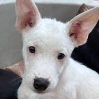 Photo of Goose