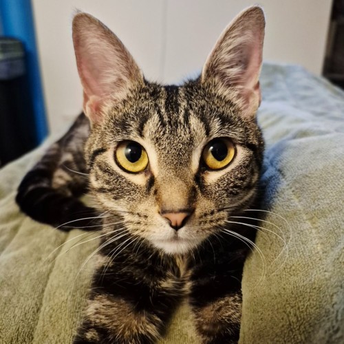 Yuki - Domestic Short Hair (DSH) Cat