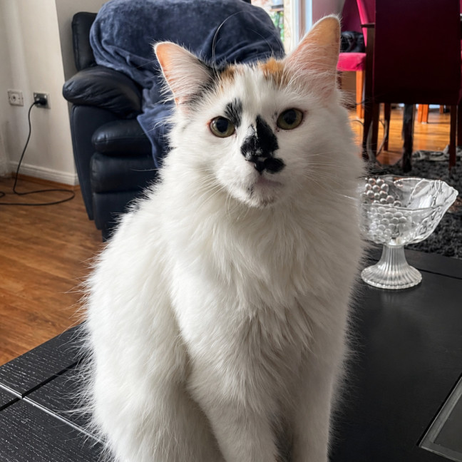 Photo of Willow