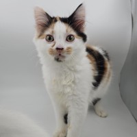 Photo of Mango & Sully