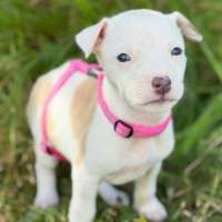 Photo of Abby