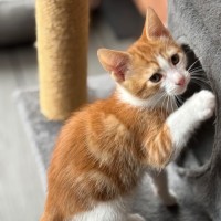 Photo of Ryder 🐾🐾🧡