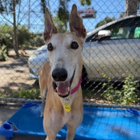 Photo of Lovey
