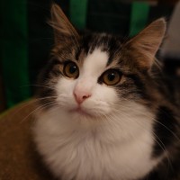 Photo of Teddy