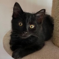 Photo of Capote ^^Dandy Cat Rescue^^