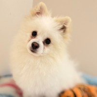 Photo of Prince