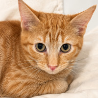 Photo of Ally Dobs 