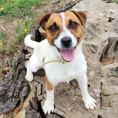 Trixie - Jack Russell Terrier Dog