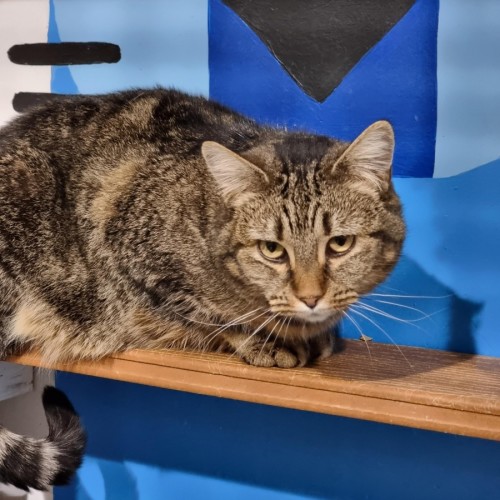 Roast Beef - Domestic Short Hair (DSH) Cat