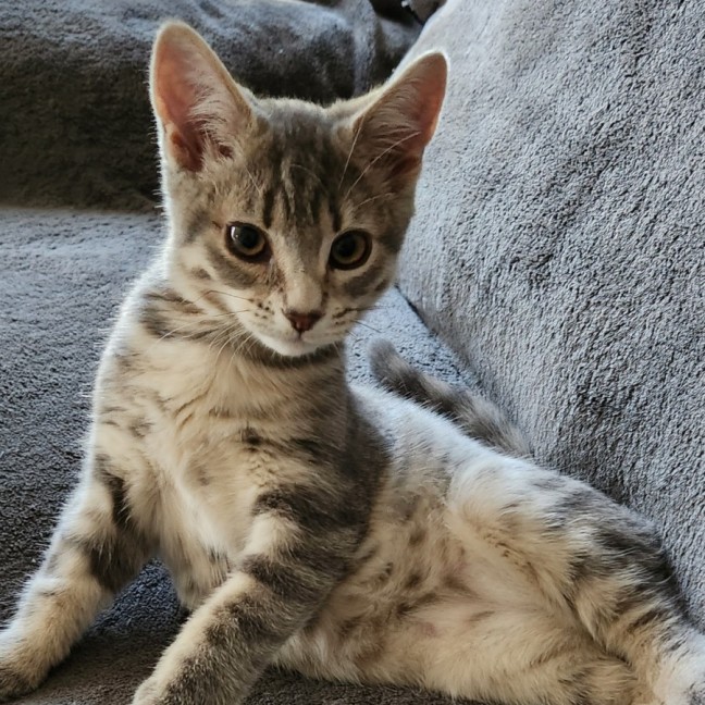 Photo of Yule & Snow ^Dandy Cat Rescue^