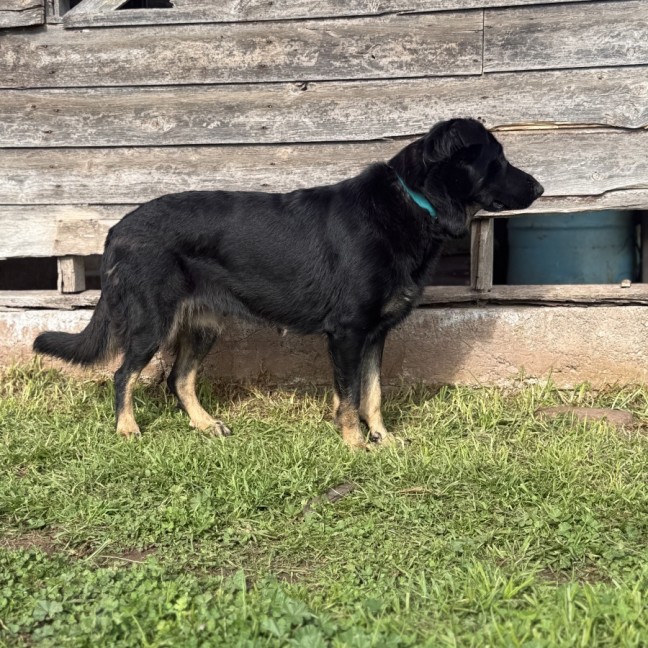 Photo of Shadow