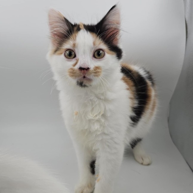 Photo of Mango & Sully