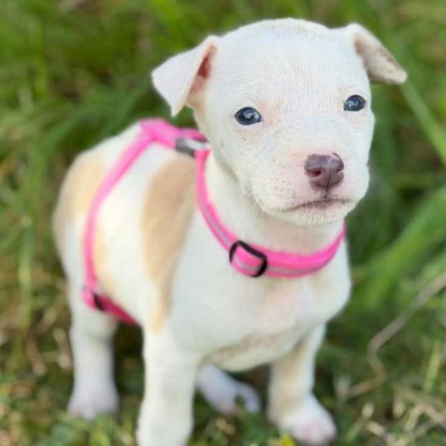 Photo of Abby