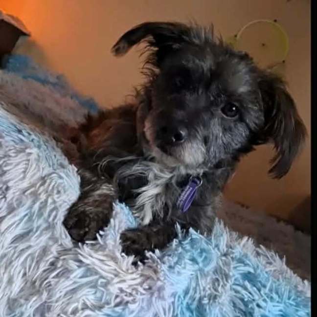 Photo of Barney