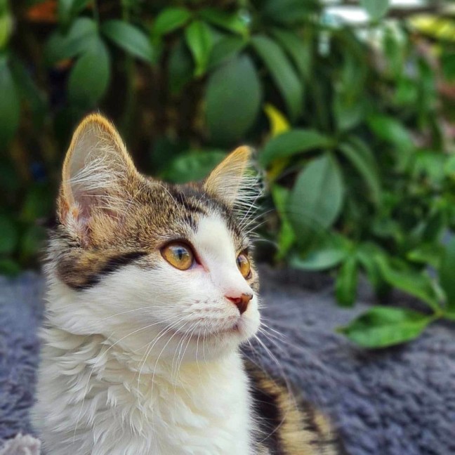 Photo of Tilly