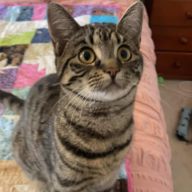 Photo of Cleo ** 2nd Chance Cat Rescue**