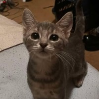 Photo of Misty