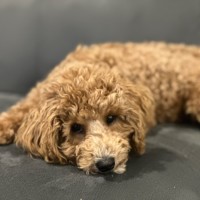 Photo of Buddy 🎾🐶🎾