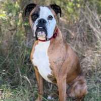 Photo of Boof