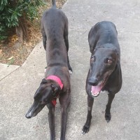 Photo of Alfie, The Greyhound