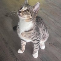 Photo of Jitterbug