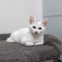 Photo of Yuki   Located In Coburg