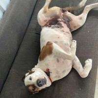 Photo of Shylo