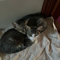 Photo of Mo ** 2nd Chance Cat Rescue**