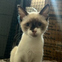 Photo of Tottie & Chips 