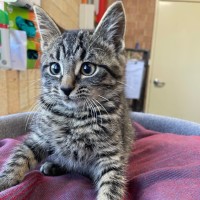 Photo of Fudge