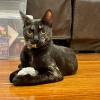 Photo of Shadow