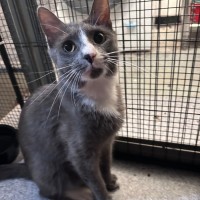 Photo of Rebel Whopper 🍔 🍟 🥤 