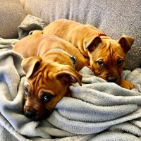 Photo of Spice Girls Litter