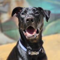 Photo of ⚽ Scrappy Doo 6610 ⚽