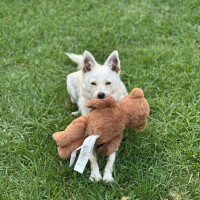 Photo of Fitzroy*** 6kg Bundle Of Love