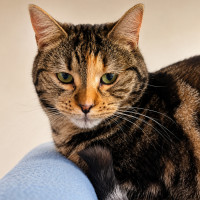Photo of Violet
