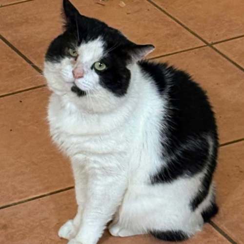 Boris - Domestic Short Hair (DSH) Cat