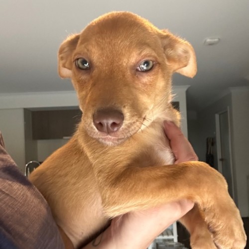 Dungeness - Australian Kelpie Dog