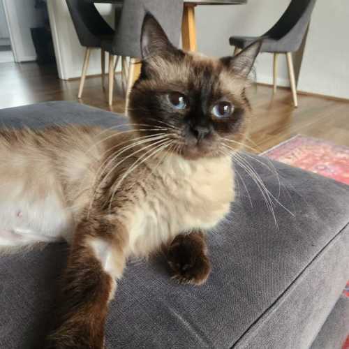 Millicent - Ragdoll Cat