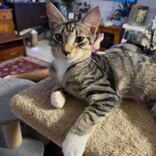 Twiggy - Domestic Short Hair Cat