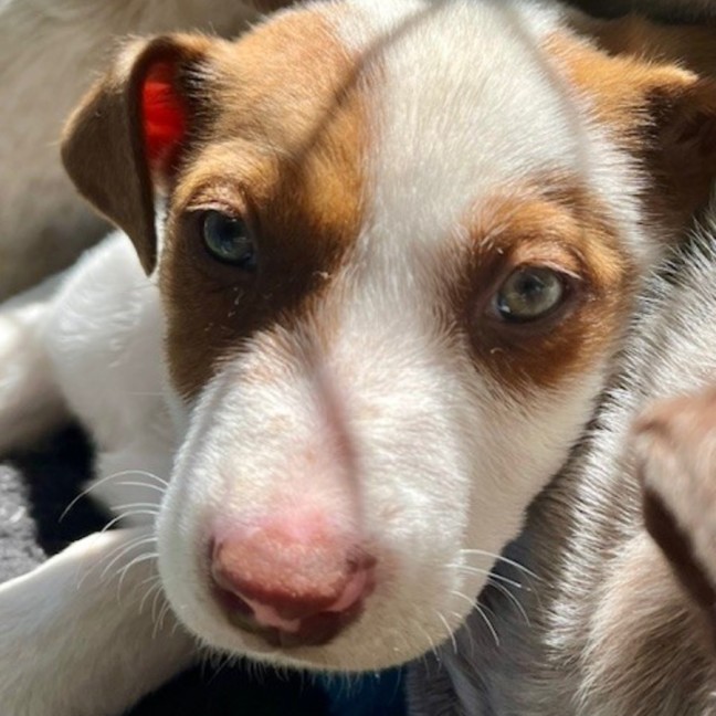 Photo of D1172 Cadbury 