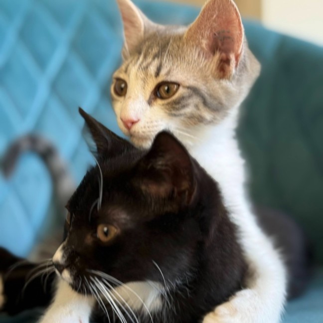 Photo of Daisy Mae & Frankie ^Dandy Cat Rescue^