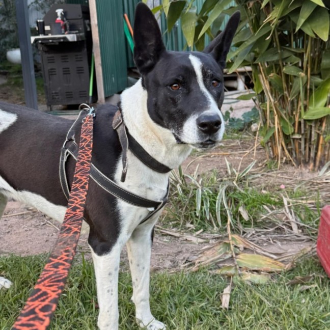 Photo of Cookie