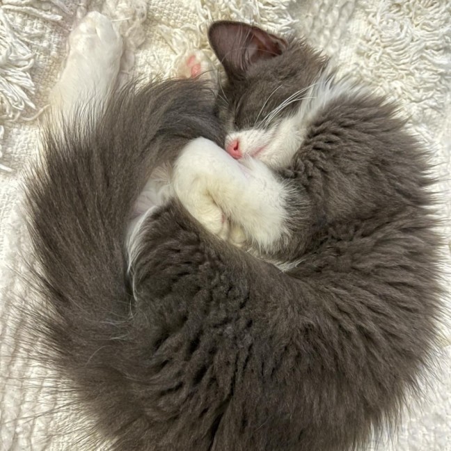 Photo of ⚪️ Pearl ⚪️