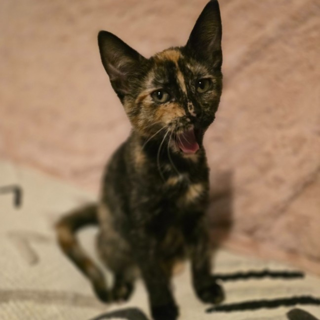 Photo of Bloom (Located In Wantirna South)