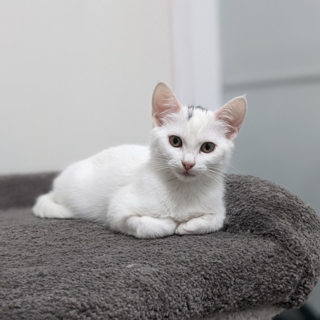 Photo of Yuki   Located In Coburg