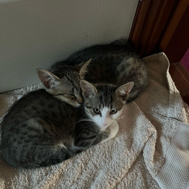 Photo of Mo ** 2nd Chance Cat Rescue**