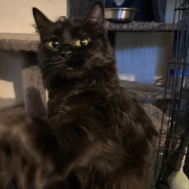 Photo of Shadow